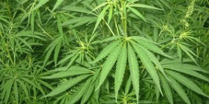 marihuana sanidad