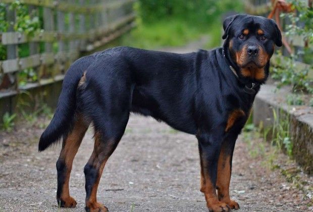 Perro