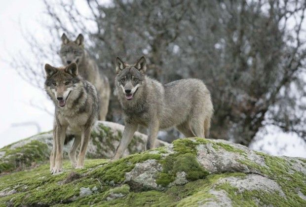 lobos