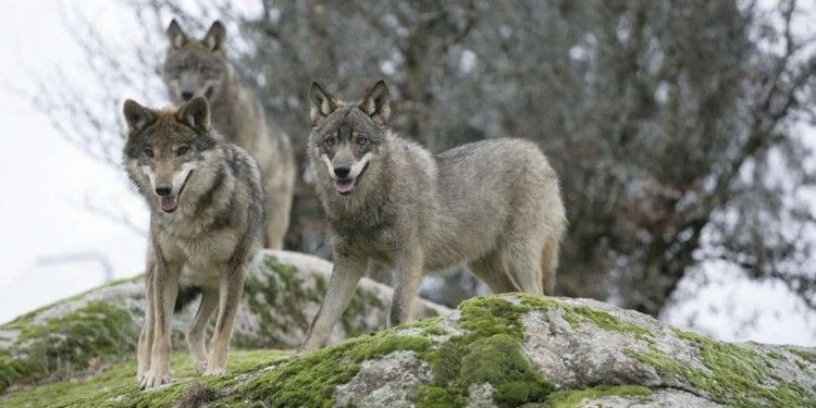 lobos
