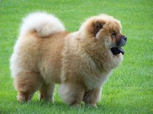 perro china