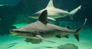 zoo.belen