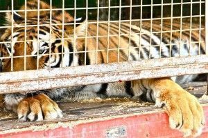 animales en circos