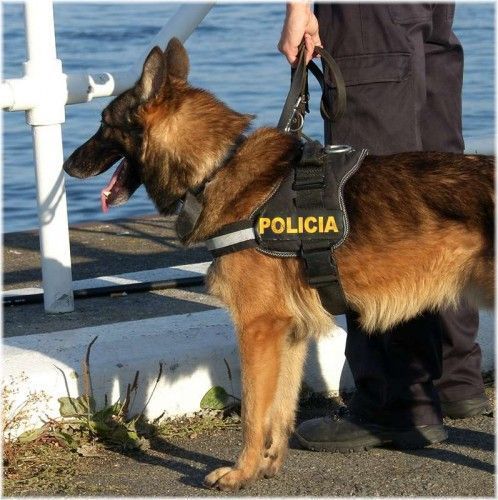 Imagen de un perro policía. Arhivo.