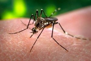 virua Zika