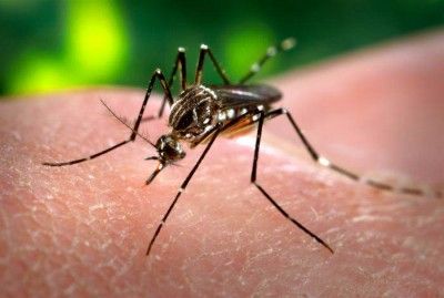 Virus Zika Madrid