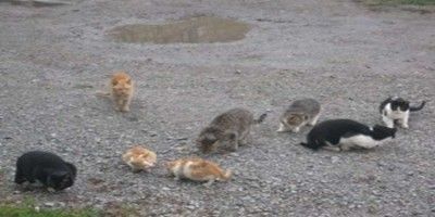 gatos