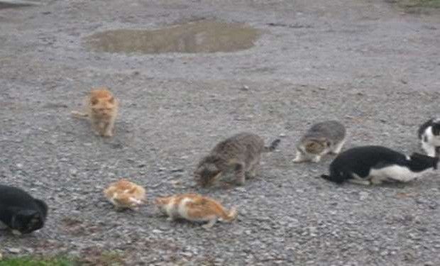 gatos