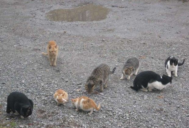 gatos
