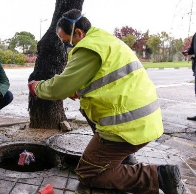 Boadilla ratas insectos