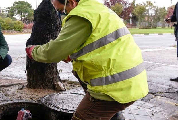 Boadilla ratas insectos