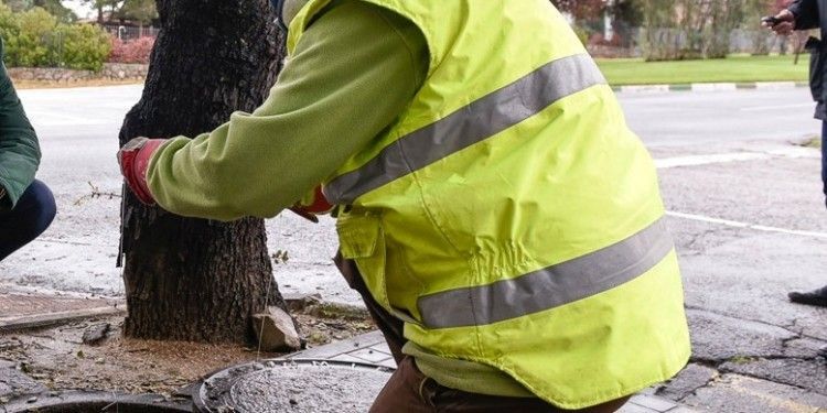 Boadilla ratas insectos