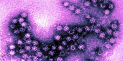 enterovirus