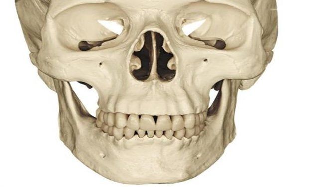 calavera