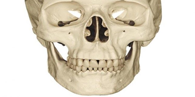 calavera