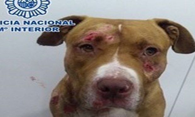 perro