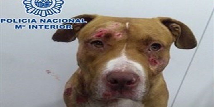 perro