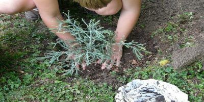 plantar arbol