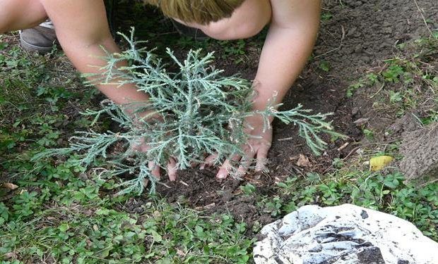 plantar arbol