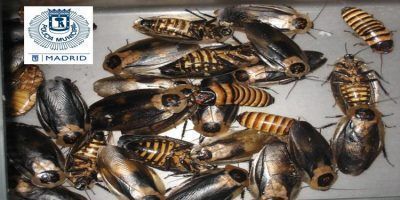 cucarachas gigantes