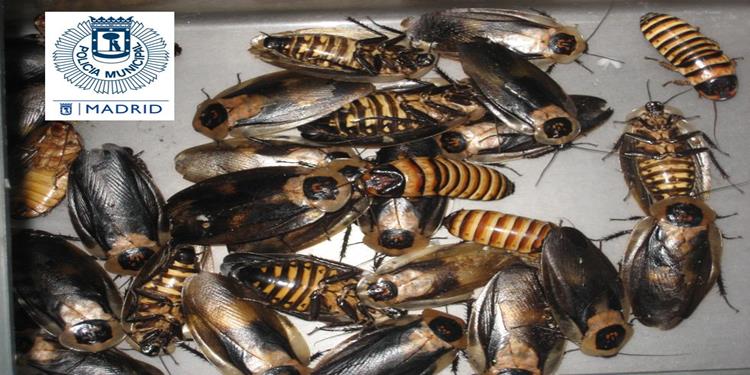 cucarachas gigantes