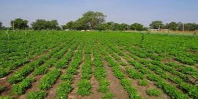 campo