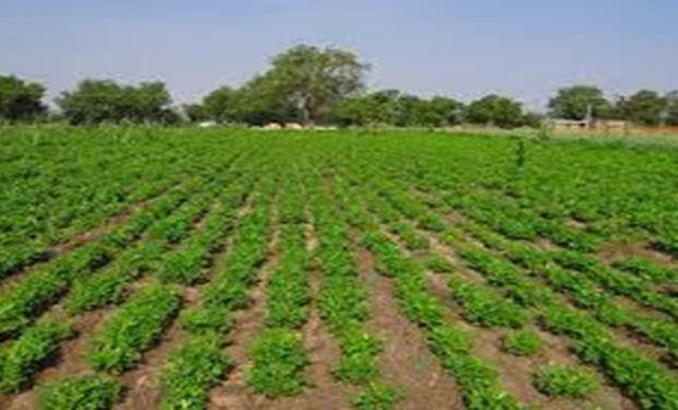 campo