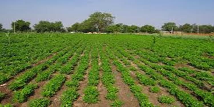 campo
