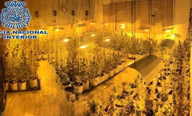 plantacion dos hermanas