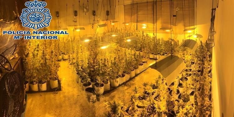 plantacion dos hermanas