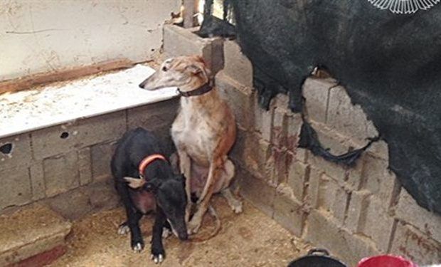 galgos cañada