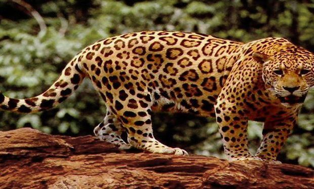 jaguar