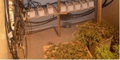 mariguana