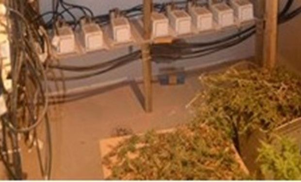 mariguana