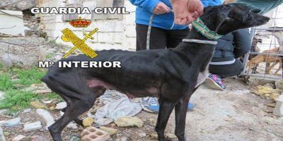 perro