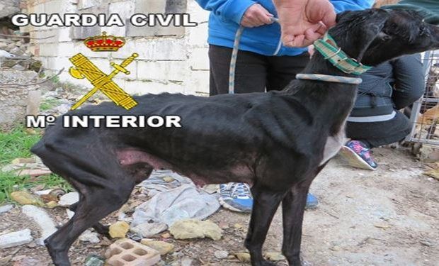 perro