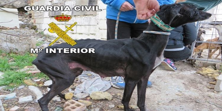 perro