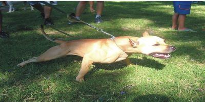 perro pitbull