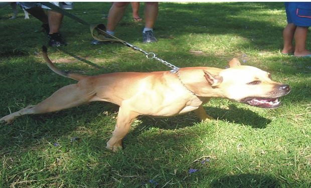 perro pitbull