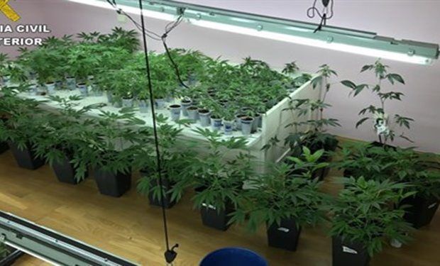 marihuana