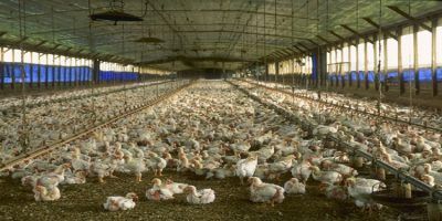 nave pollos