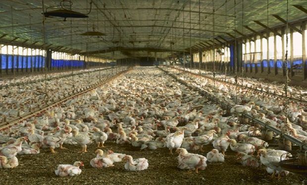 nave pollos