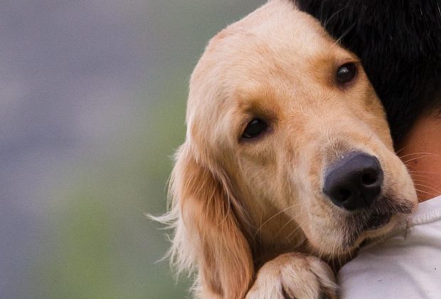 Centro Integral de Acogida de Animales