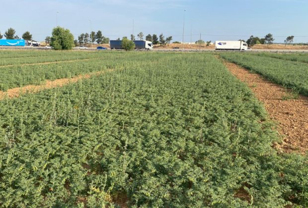 agricultura, campo