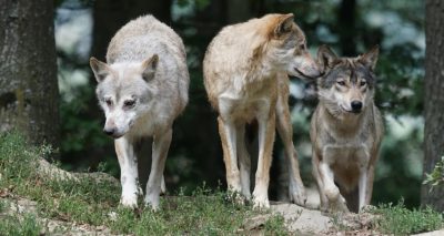lobo