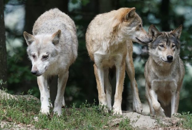 lobo