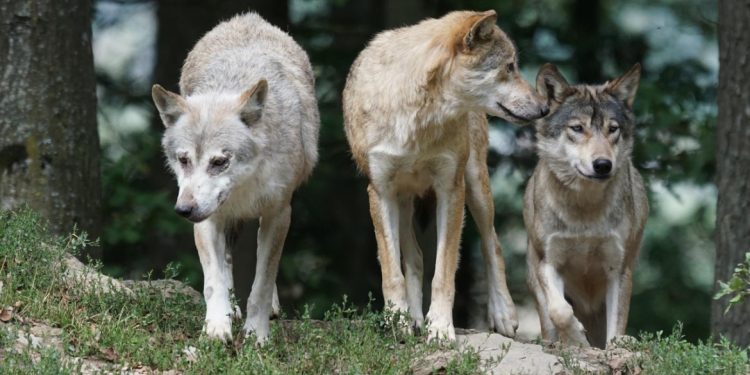 lobo