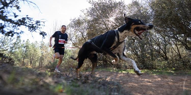 MUSHING DEPORTES INVIERNO PERROS