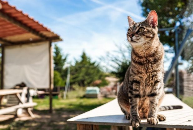 gato