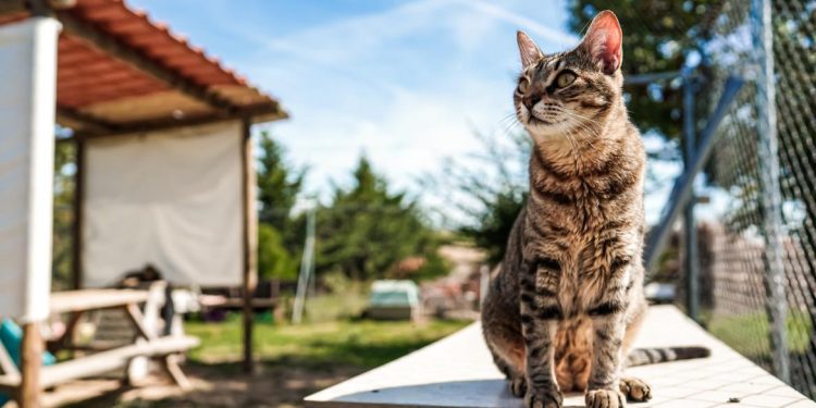 gato